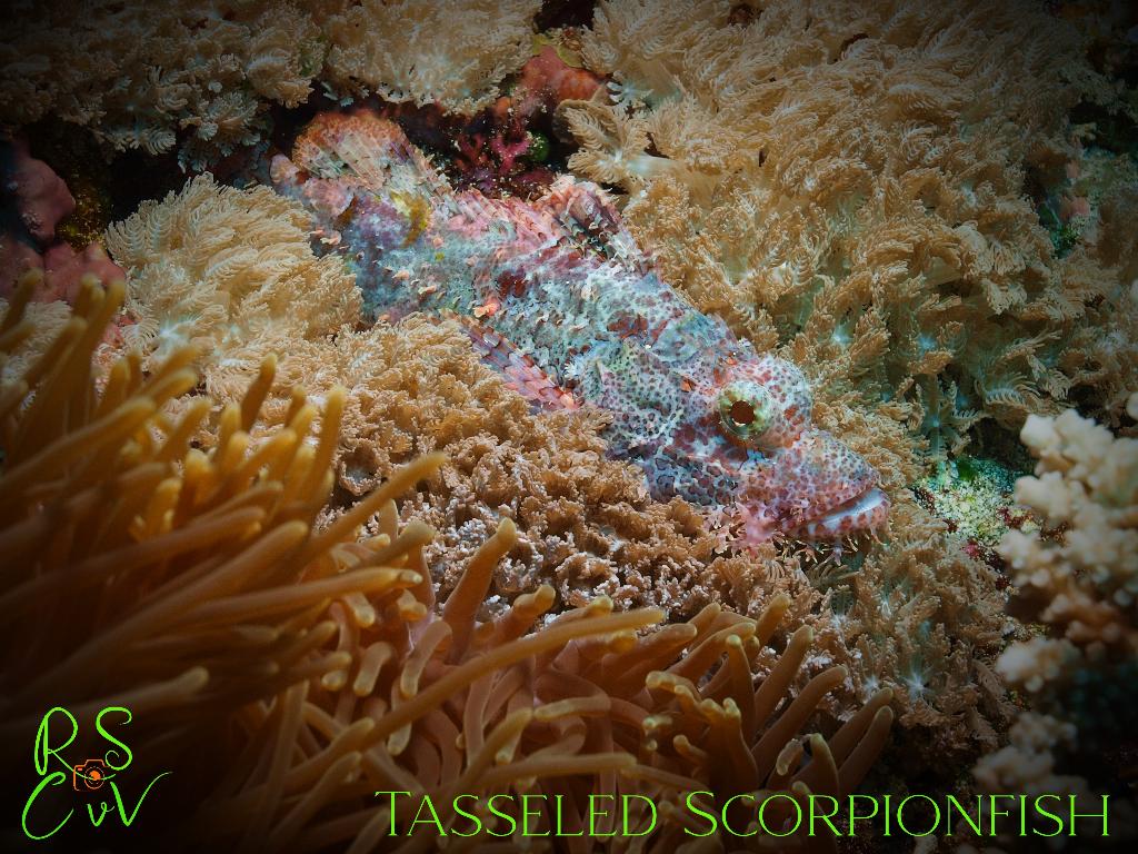 Crystal Bay photo 4