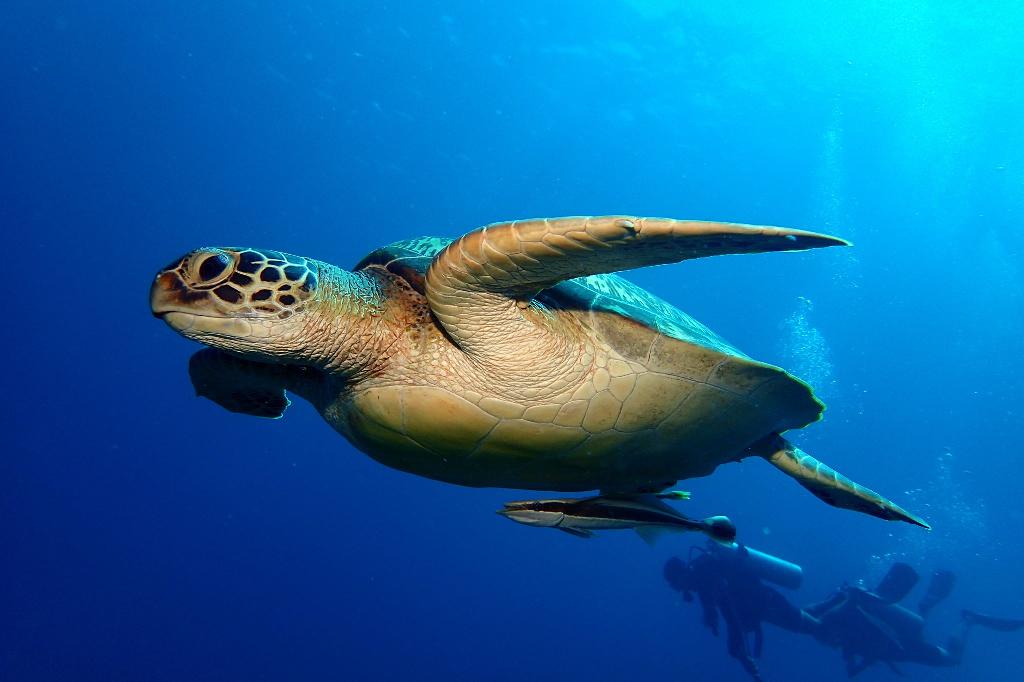 Turtle Point/ Turtle City photo 3