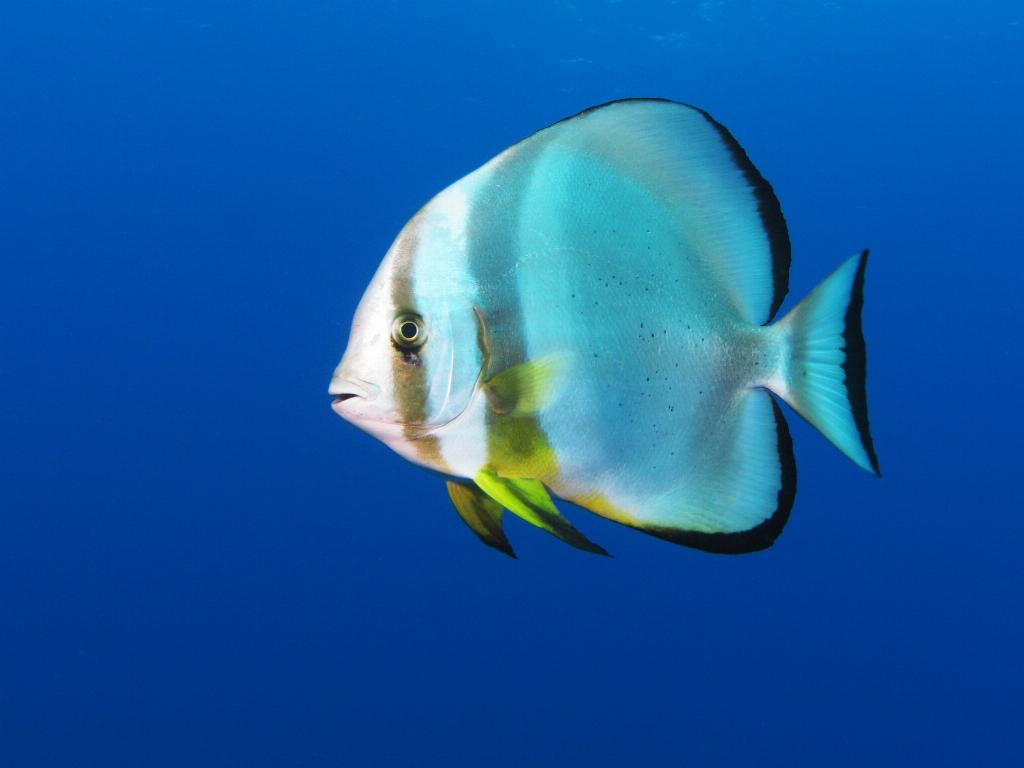 Shark Point photo 6