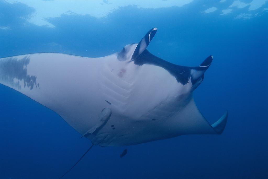 Manta Point Lama photo 2