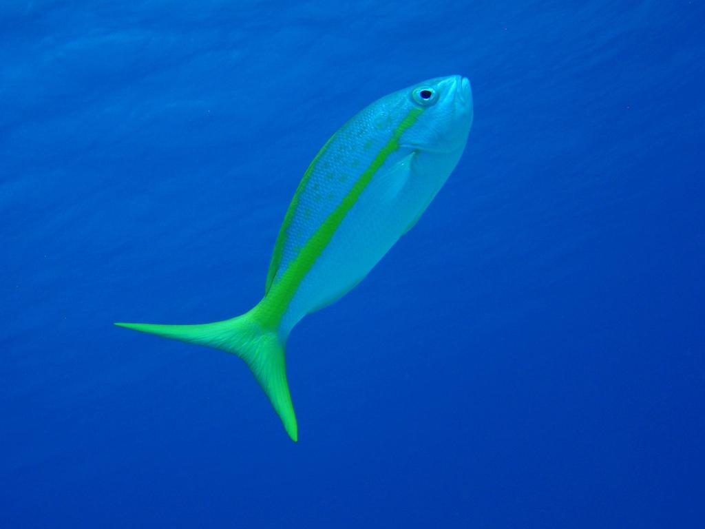 Simon'S Reef