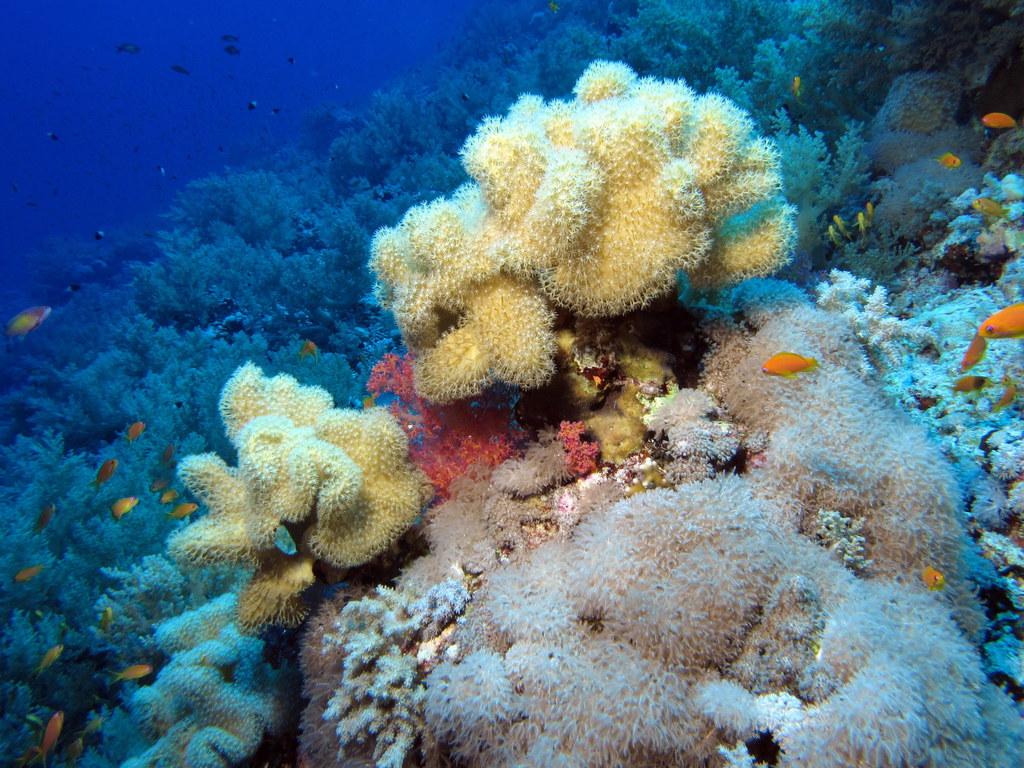 Coral Garden photo 6