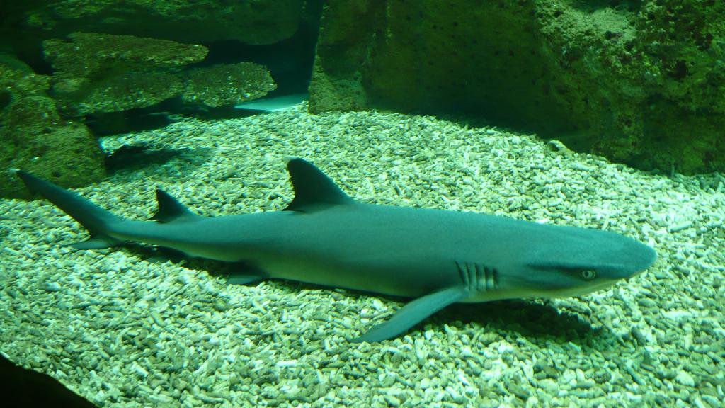 Shark Point photo 4