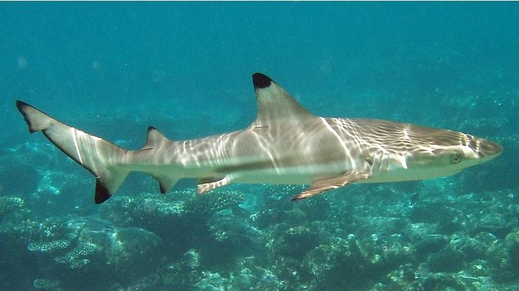 Twins photo 6