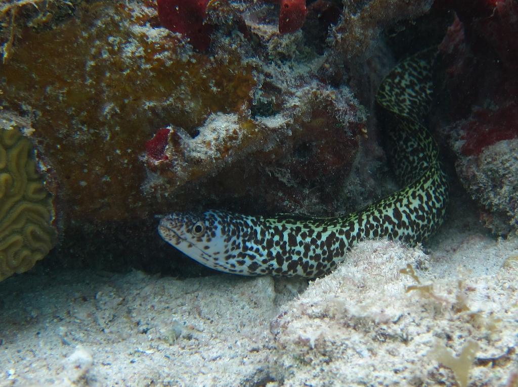 Gili Meno Wall