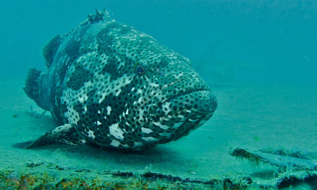 Shark Point photo 10