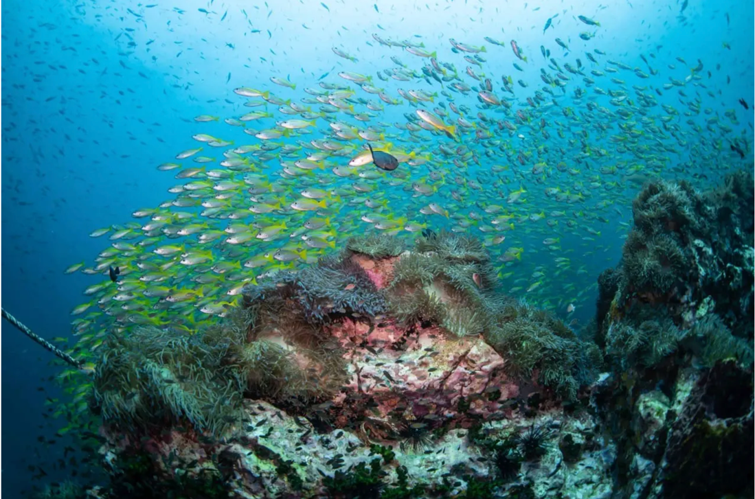 Underwater view of coral pinnacle dive site in the Gulf of Thailand, Koh Tao
