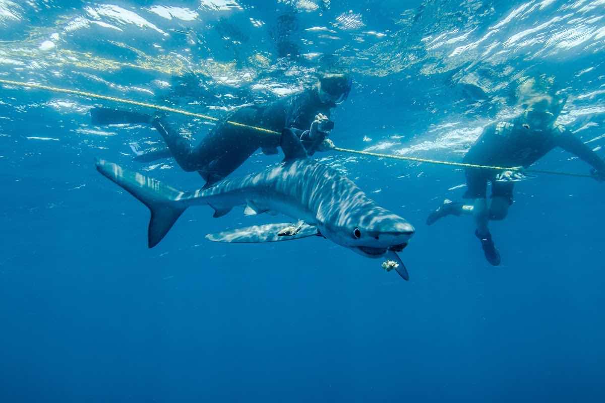 Baja Shark Experience photo 1