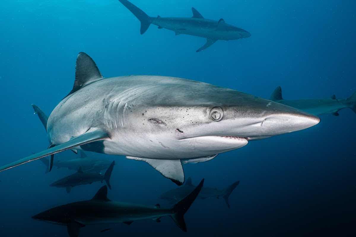 Baja Shark Experience photo 2