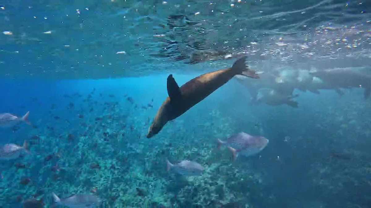 Baja Shark Experience photo 3