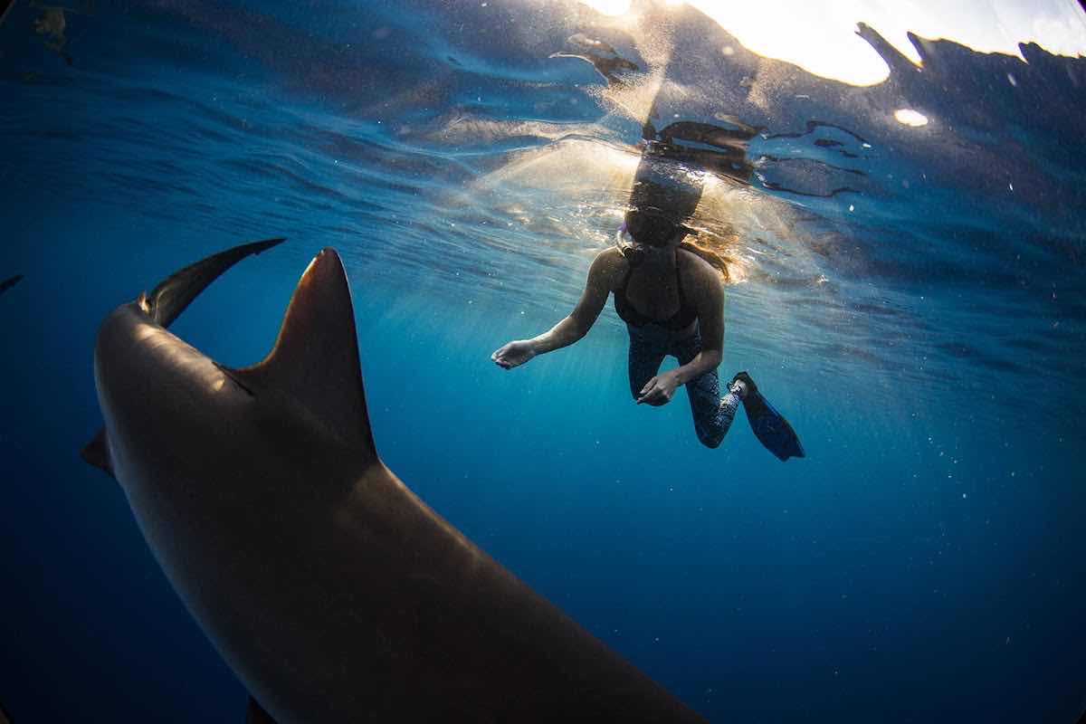 Baja Shark Experience photo 4