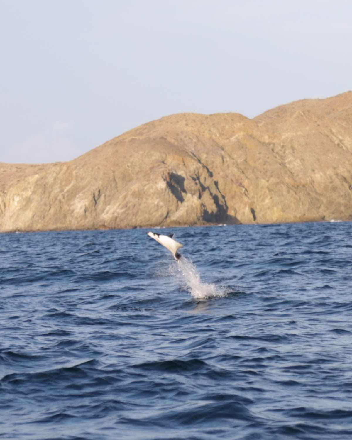 Baja Shark Experience photo 10