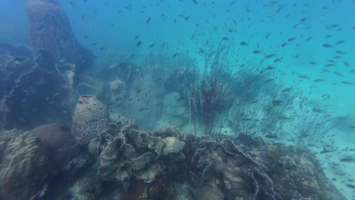 BB DIVERS Lagoon shop in white Sands photo 3