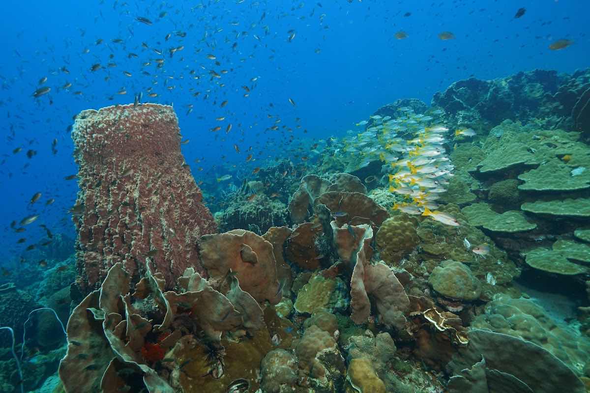 BB DIVERS Lagoon shop in white Sands photo 4