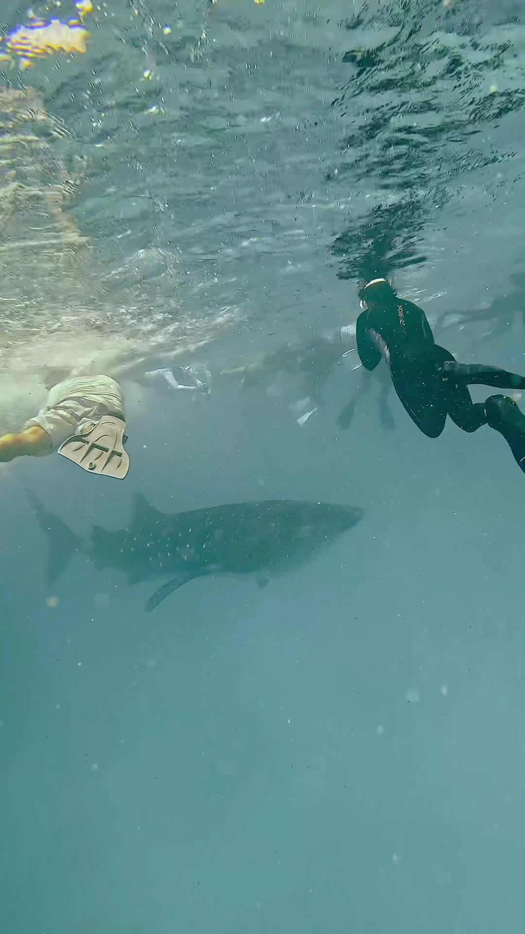 Submaldives photo 5