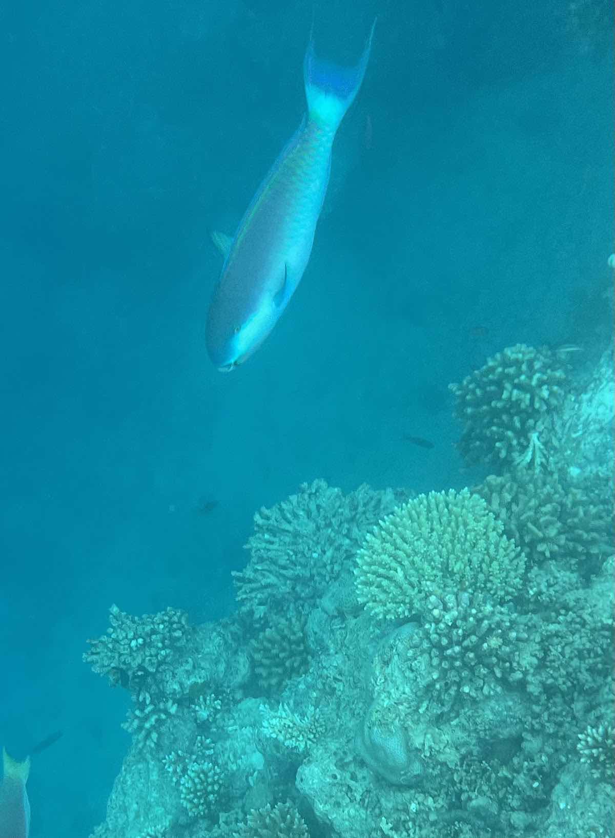 Submaldives photo 7