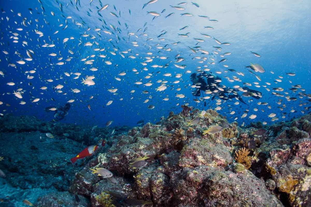 Green Turtle Diving Center photo 2