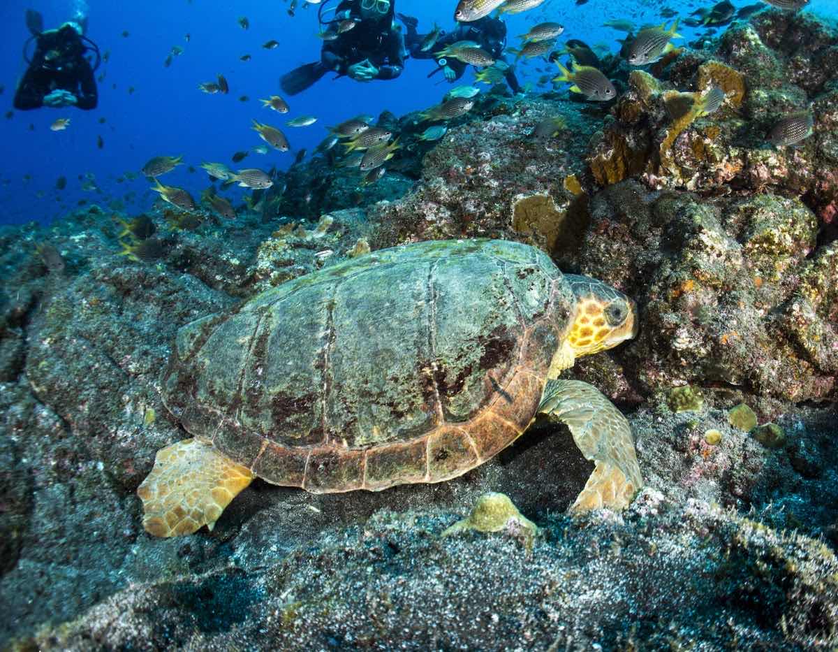 Green Turtle Diving Center photo 6