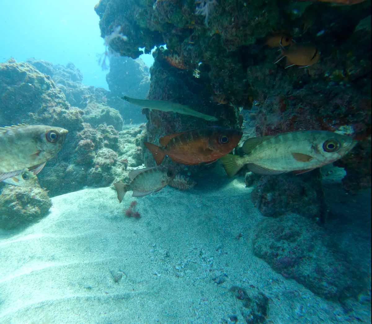 Green Turtle Diving Center photo 8