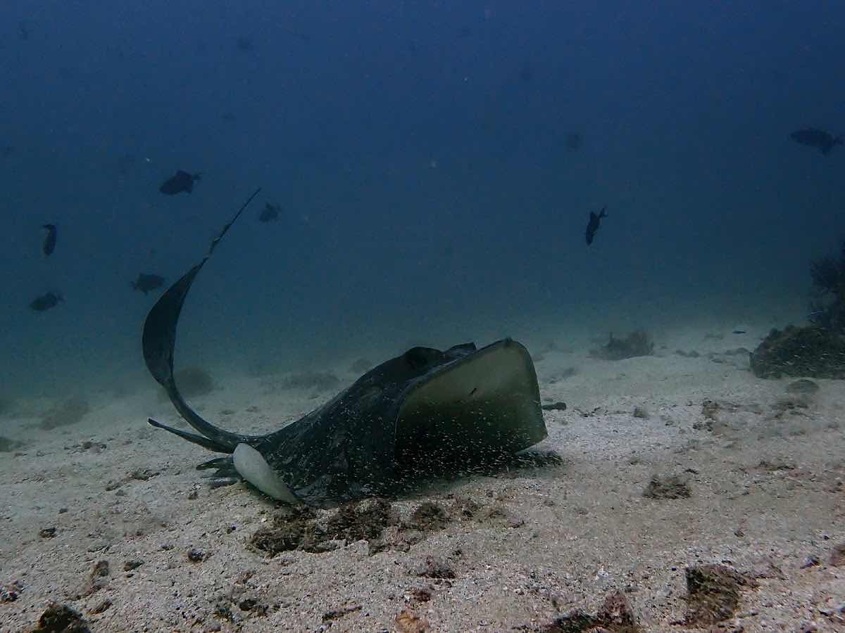 Lima Coast Diving & Tourism photo 3