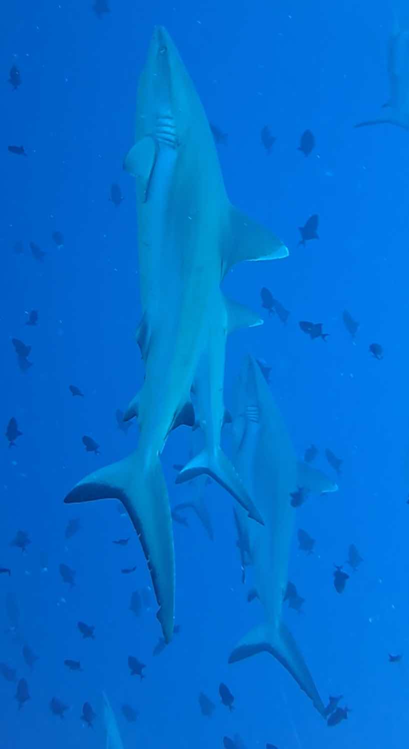 RAS ATOLL INN | FAMILY DIVERS MALDIVES photo 6