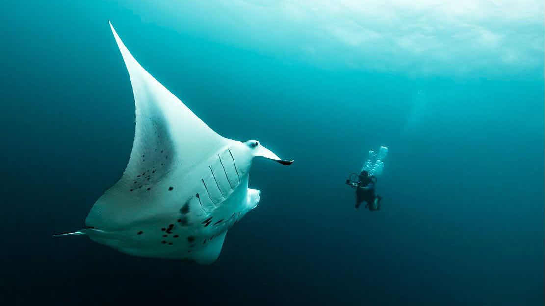 RAS ATOLL INN | FAMILY DIVERS MALDIVES photo 9