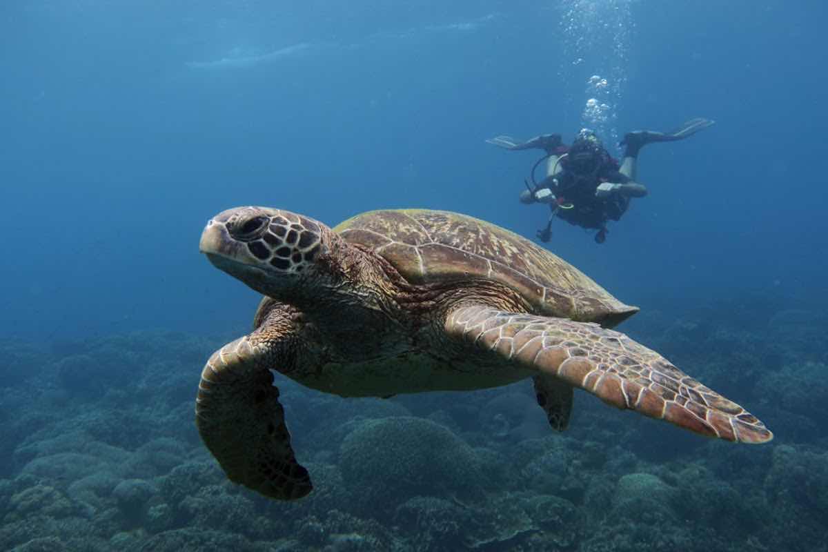 Marine Conservation Philippines photo 2