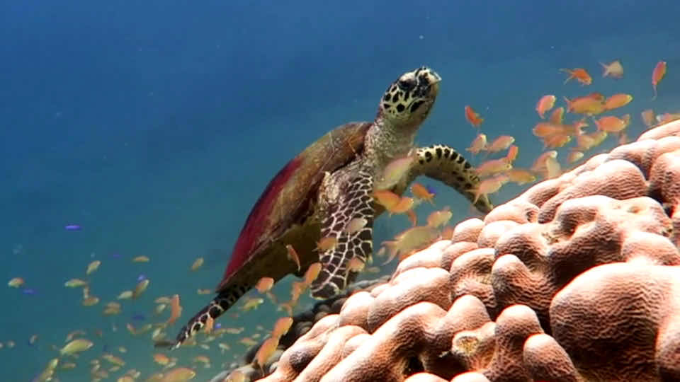 Marine Conservation Philippines photo 3