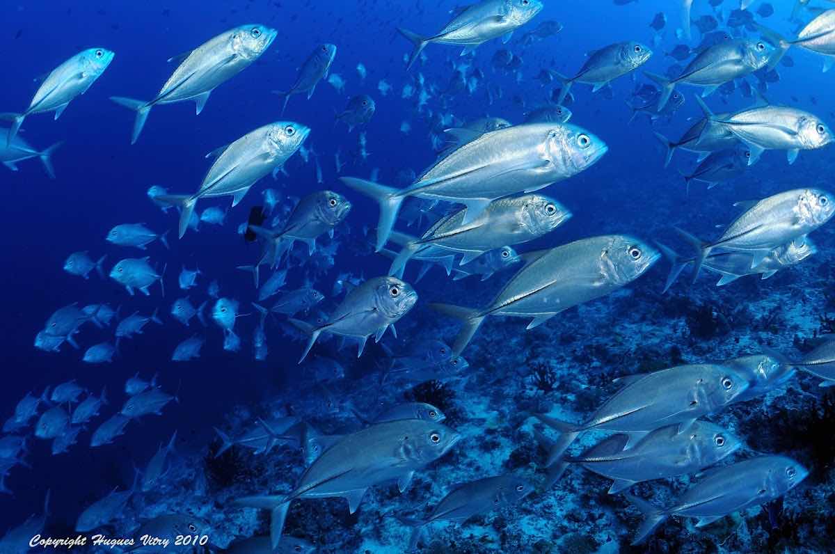 Divetime Mauritius photo 4