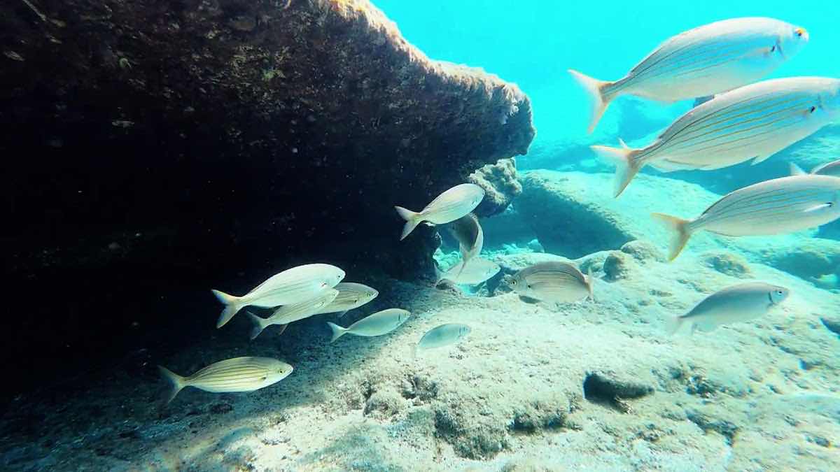 Pteron Scuba Diving Rhodos photo 2