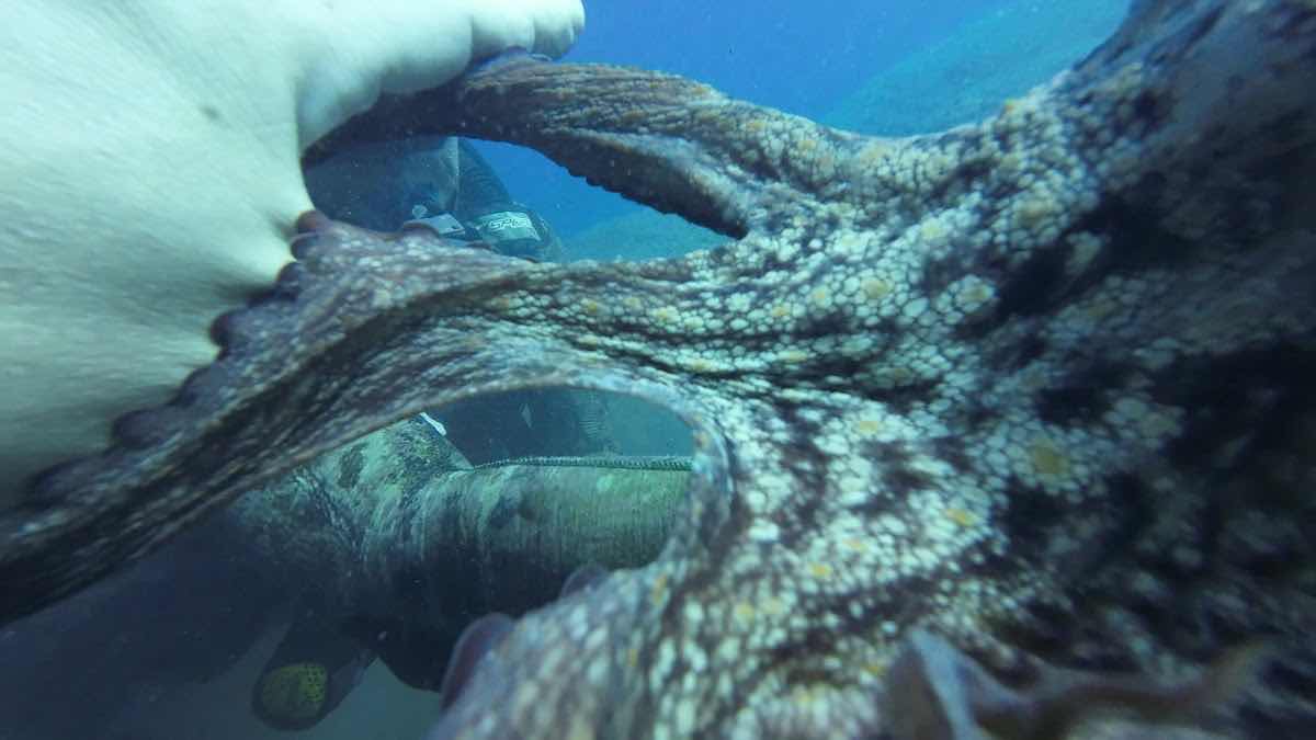 Pteron Scuba Diving Rhodos photo 5