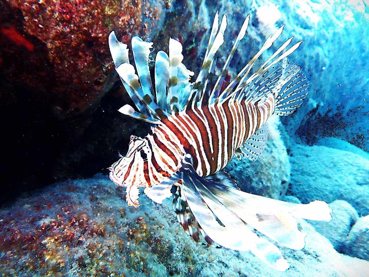 Pteron Scuba Diving Rhodos photo 7
