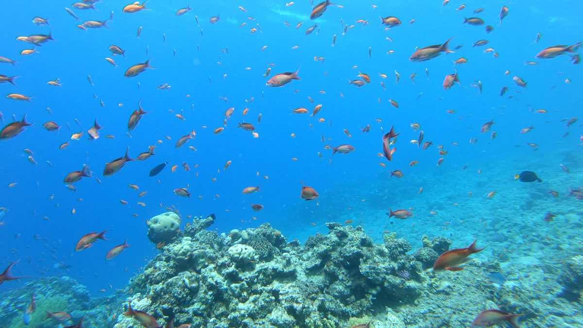 Diving Medicine School photo 10
