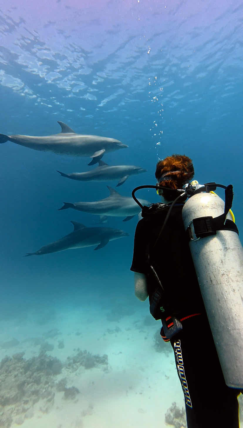 Scuba Earth Hurghada – Diving in Hurghada | Best Red Sea Scuba Diving photo 2