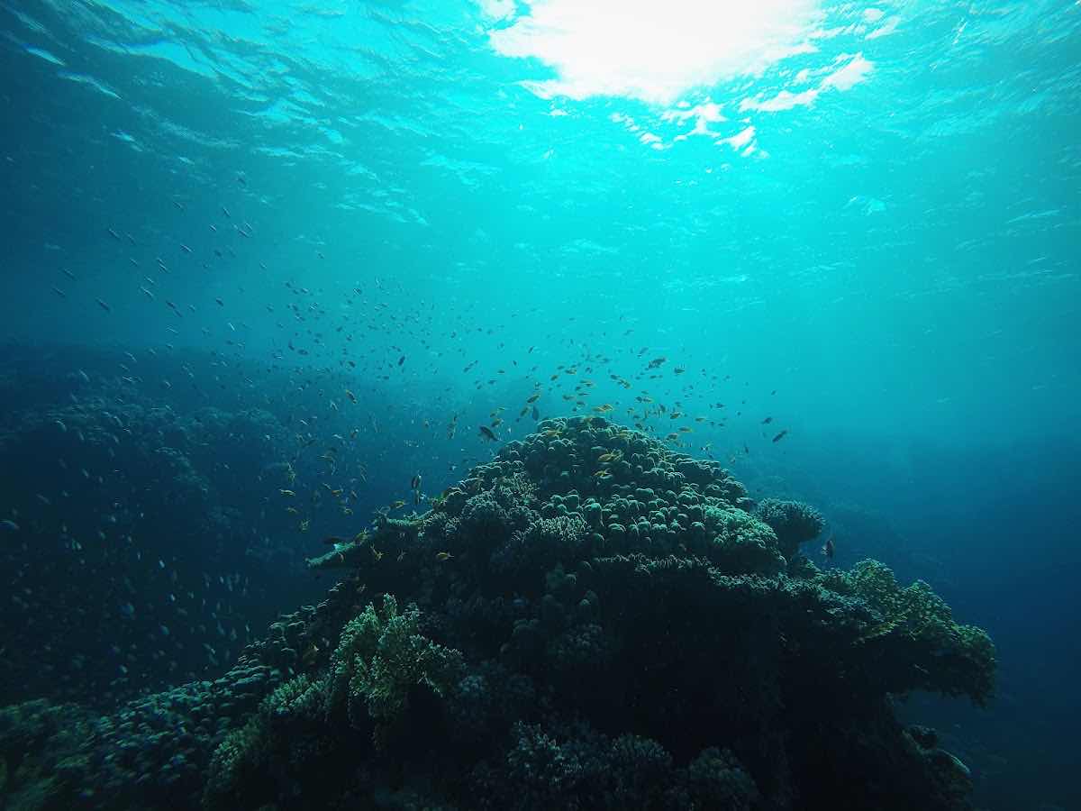Scuba Earth Hurghada – Diving in Hurghada | Best Red Sea Scuba Diving photo 9
