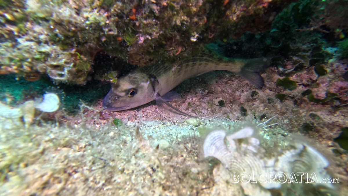 Big Blue Diving photo 3