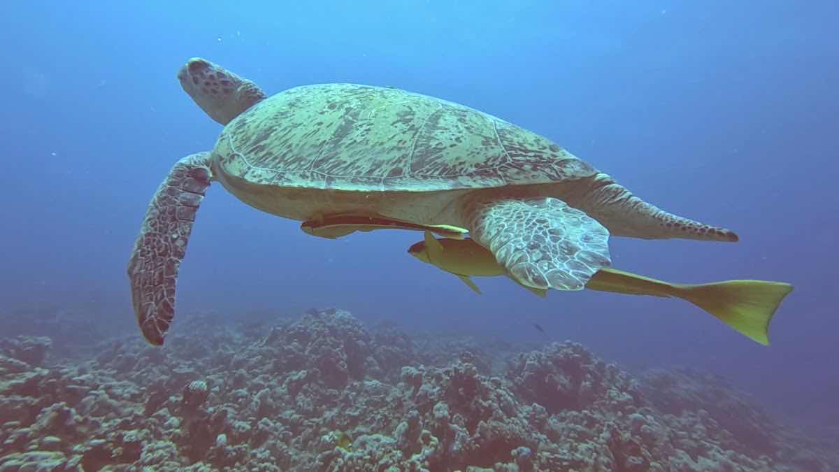 Dive Pro Academy-Sahl Hasheesh Red Sea- Egypt photo 2