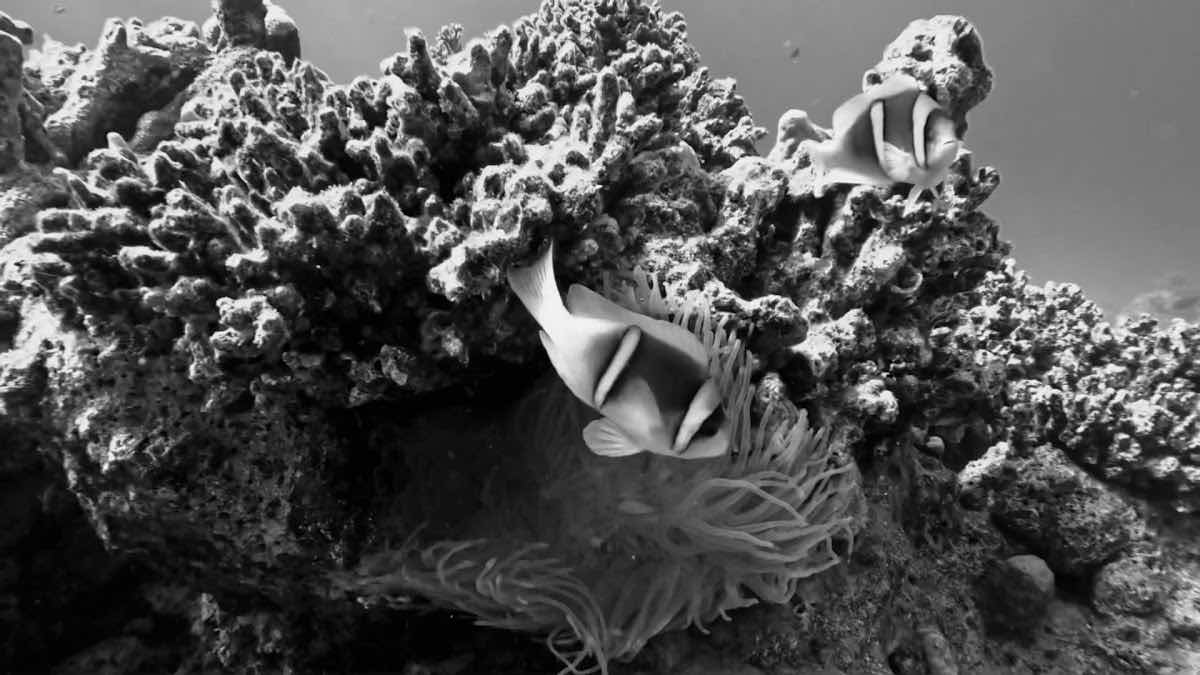 Dive Pro Academy-Sahl Hasheesh Red Sea- Egypt photo 3
