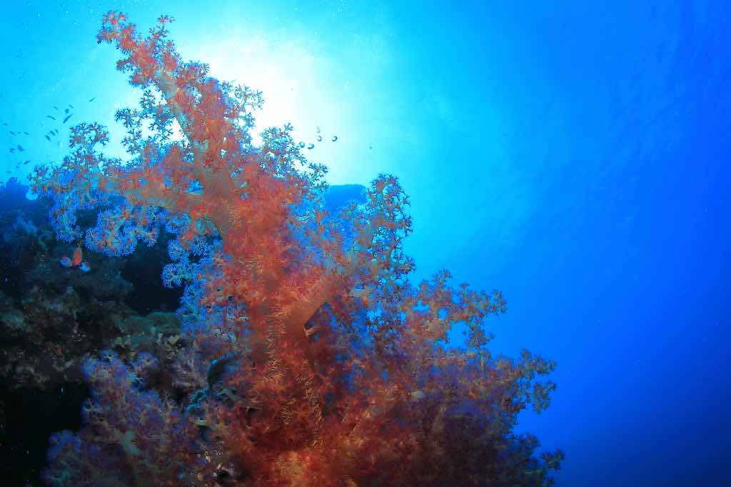 Dive Pro Academy-Sahl Hasheesh Red Sea- Egypt photo 9