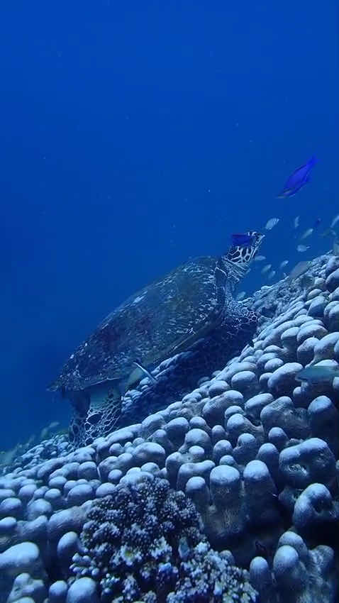 Paul's Dive Center photo 3