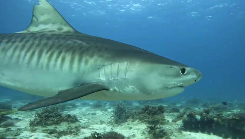 Paul's Dive Center photo 8