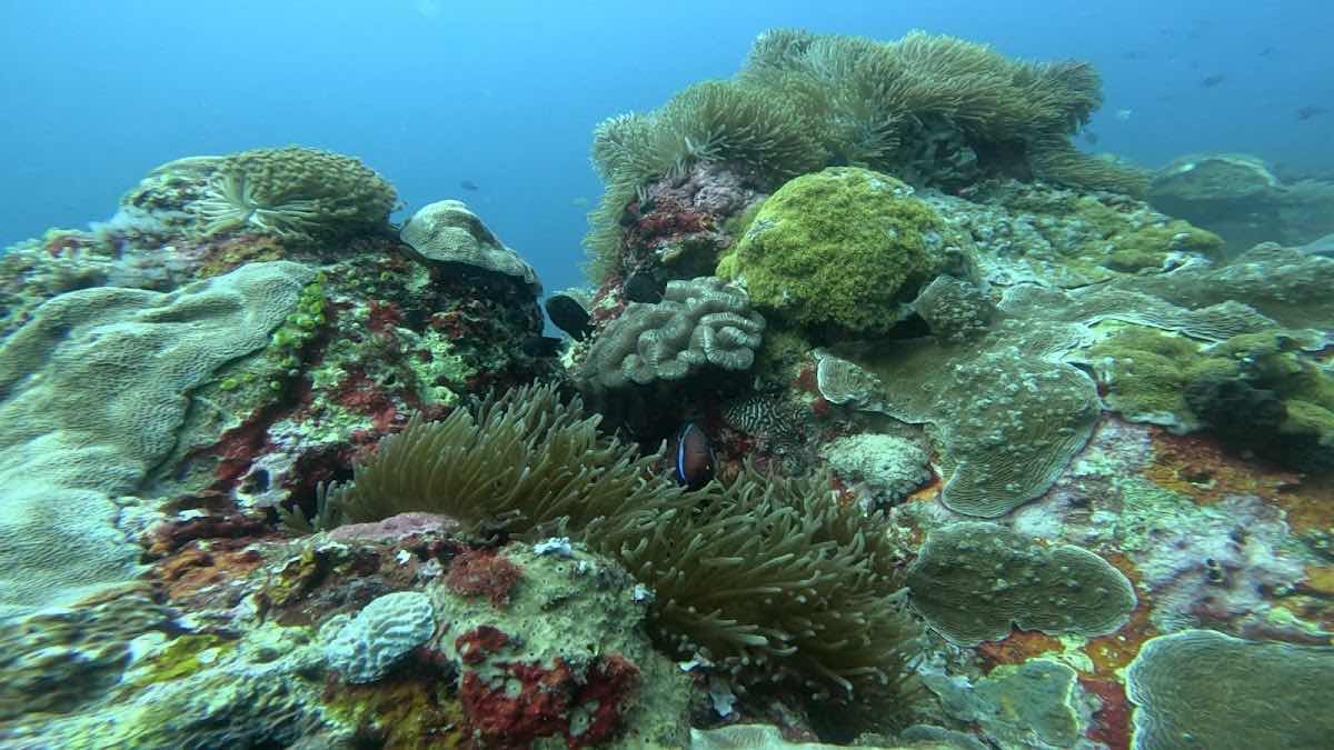 Paul's Dive Center photo 10