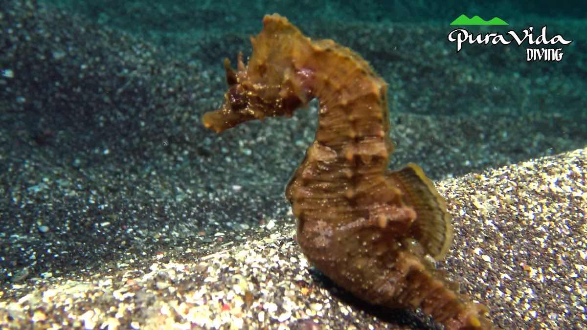 Pura Vida Diving Lanzarote photo 4