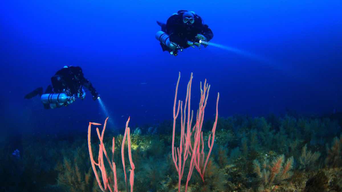 Pura Vida Diving Lanzarote photo 6