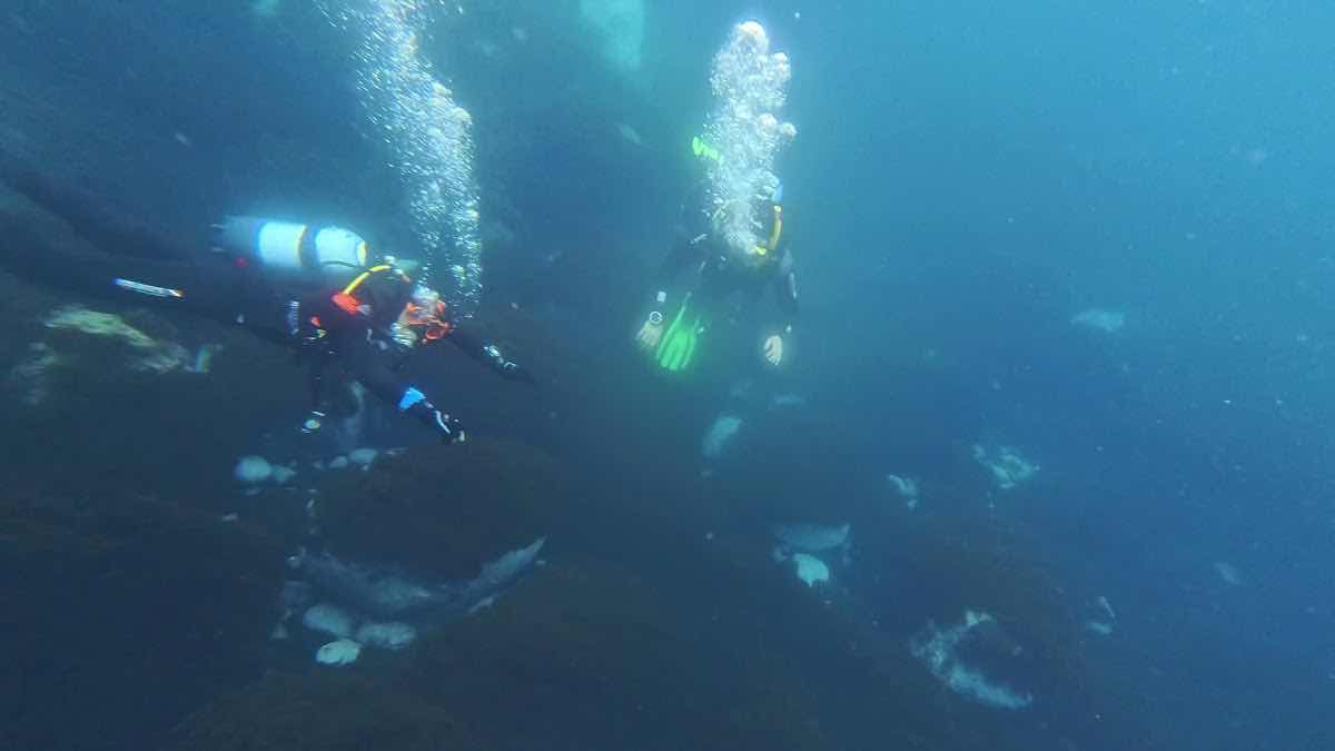 AZZURRO - Dive Academy | Azores, Dive School, Dive Center, Dive Professional Courses photo 10