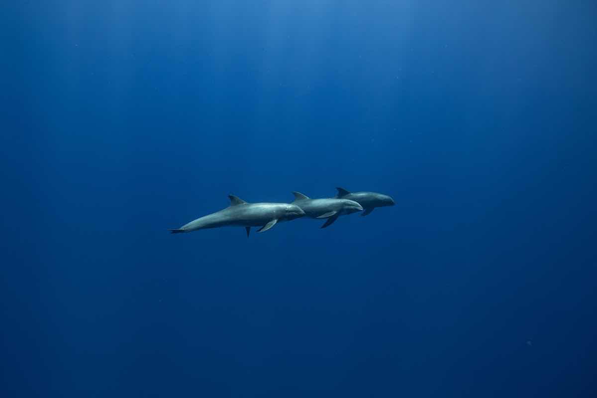 Deep Water Hawaii photo 1