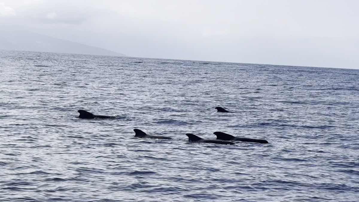 Deep Water Hawaii photo 3