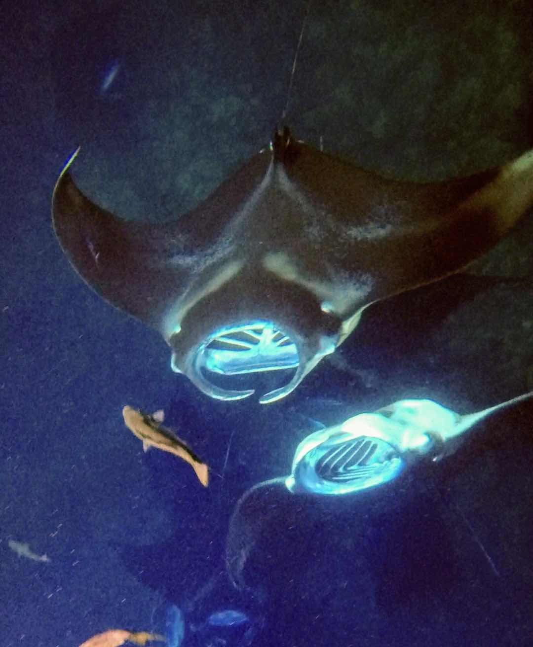 Deep Water Hawaii photo 5