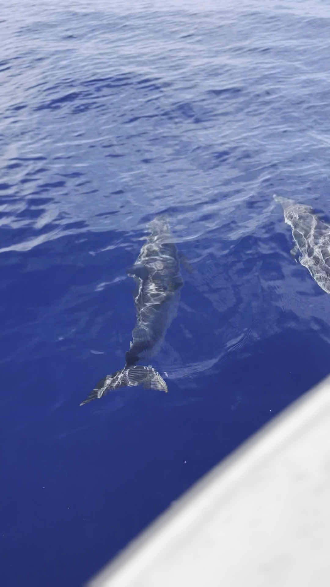 Deep Water Hawaii photo 9