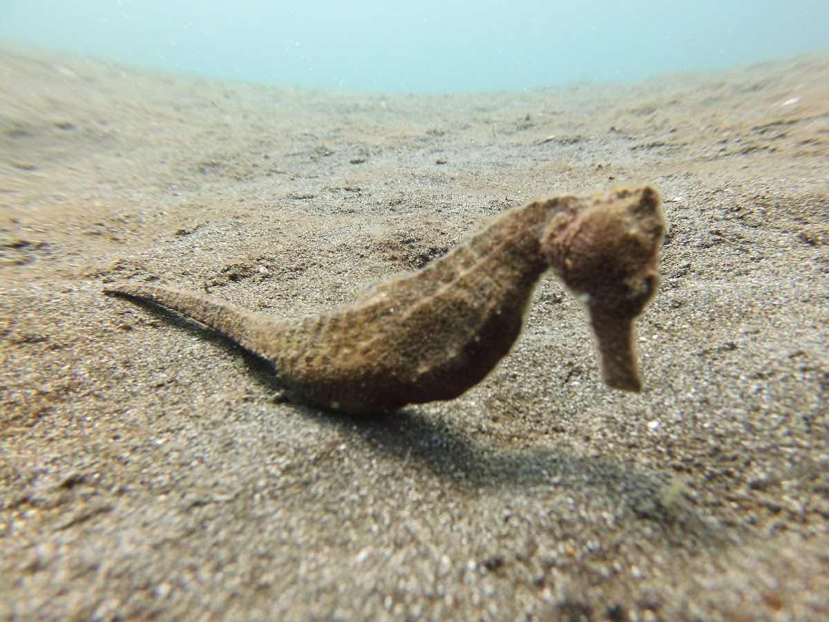 Rumah Selam Lembeh Dive Center photo 2